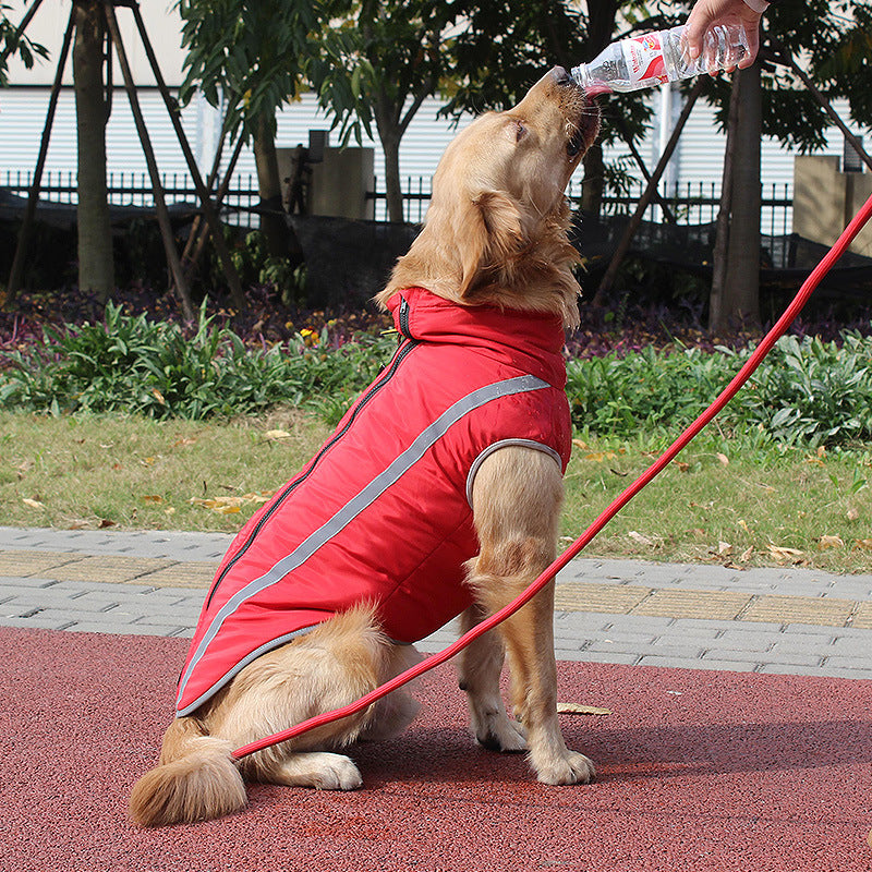 Keep Your Furry Friend Warm and Safe This Winter