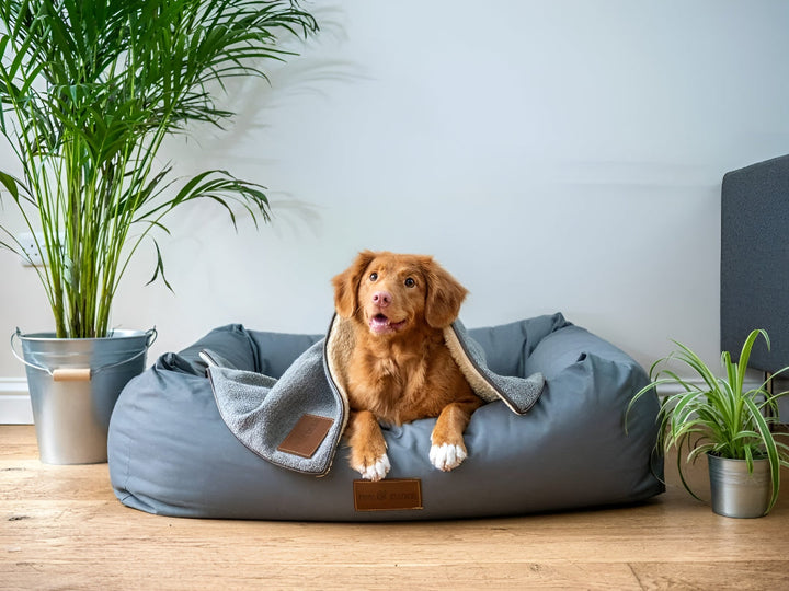 Finding Comfortable Pet Beds For Better Rest